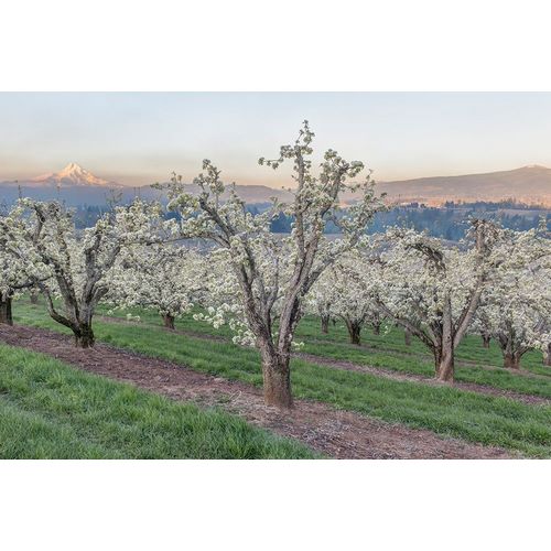 Tilley, Rob 아티스트의 Oregon-Hood River Cherry orchard and Mt Hood작품입니다.